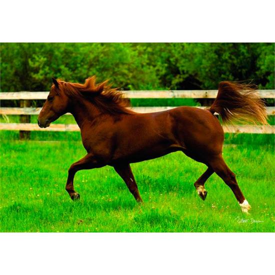 Puzzle de 260 pièces au trot anatolien dans un champ ouvert