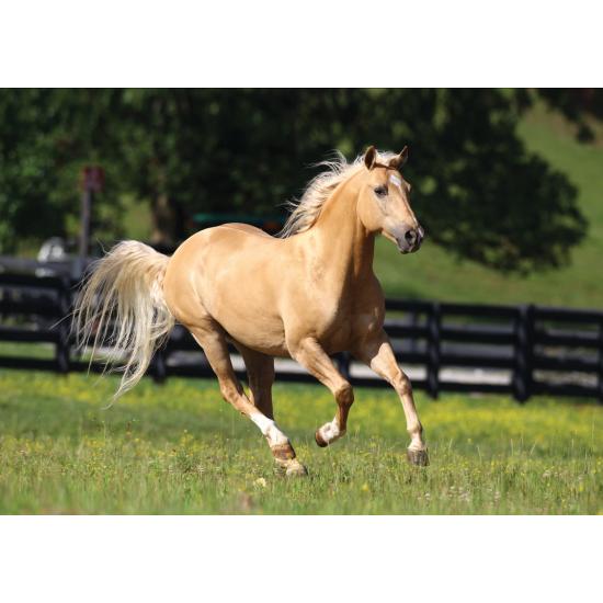 Puzzle Art Puzzle Riding Gratuit 1000 Pièces