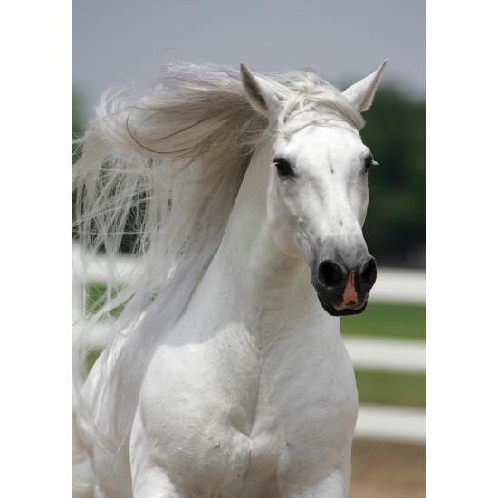 Puzzle Art Puzzle Cheval Blanc 500 Pièces