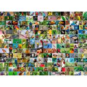 Puzzle Bluebird Collage d'Oiseaux du Monde 4000 Pièces