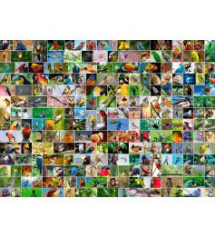 Puzzle Bluebird Collage d'Oiseaux du Monde 4000 Pièces