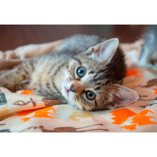 Puzzle Bluebird Chaton 260 pièces