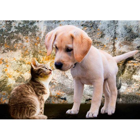 Puzzle 500 pièces chaton et chiot Bluebird