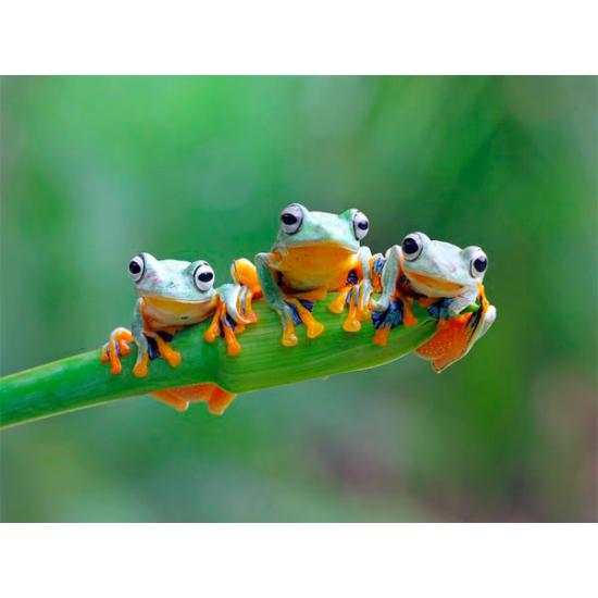 Puzzle Bluebird Friendly Frogs 500 pièces