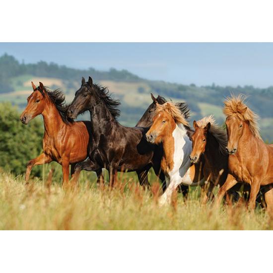 Puzzle Trot Castorland 1000 pièces