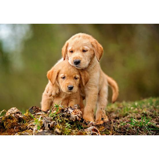 Castorland Puzzle Amour entre chiots 500 pièces Castorland Puzzle Amour entre chiots 500 pièces