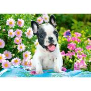 Puzzle Castorland Chiot Bouledogue Français 500 pièces