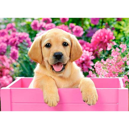 Castorland Puzzle Chiot Labrador dans un panier rose 300 pièces