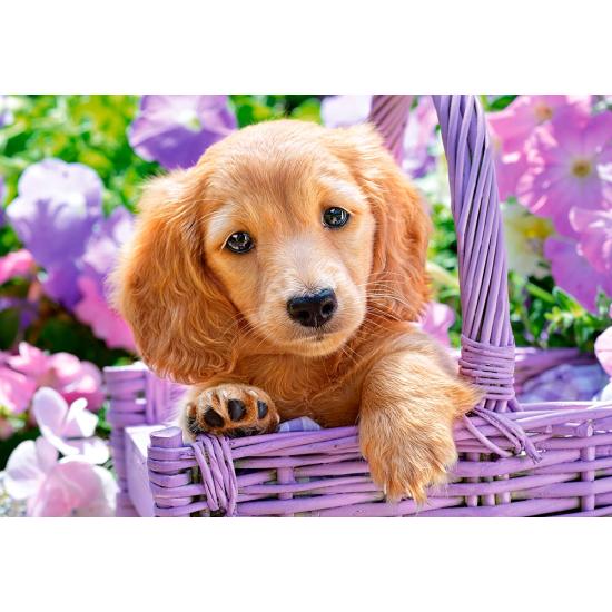 Puzzle Castorland Chiot dans son panier 1000 pièces