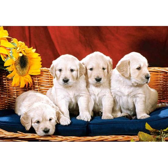 Puzzle Castorland Chiots avec Fleurs 1000 pièces