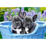 Puzzle Castorland Chiots Bouledogue Français 1000 pièces