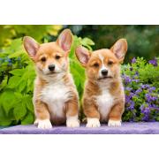 Castorland Welsh Corgi Puppies Puzzle 1000 pièces