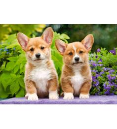 Castorland Welsh Corgi Puppies Puzzle 1000 pièces