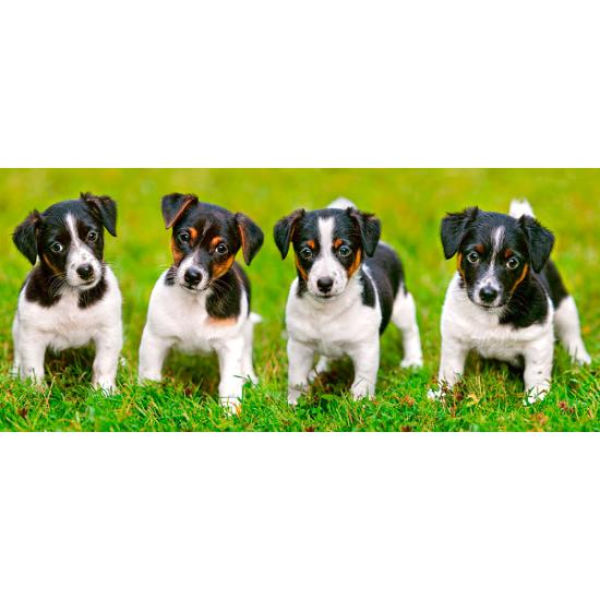 Puzzle Castorland Chiots Jack Russell Terrier 600 pièces Puzzle Castorland Chiots Jack Russell Terrier 600 pièces