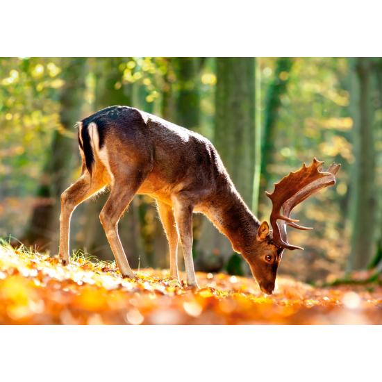 Puzzle Castorland Le Roi de la Forêt 500 pièces