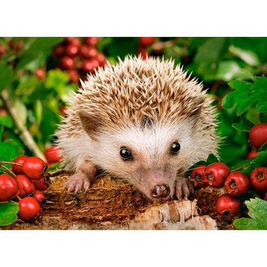 Puzzle Castorland Hérisson avec baies 100 pièces