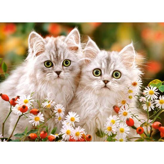 Puzzle Castorland Chatons persans 200 pièces