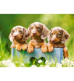 Puzzle Castorland Teckels Mignons de 100 Pieces
