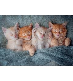 Puzzle Castorland Les Chatons Les Plus Doux 1000 pièce