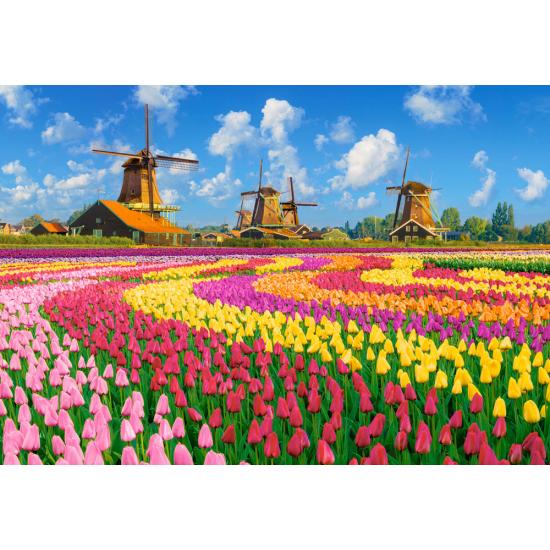 Puzzle Castorland Moulins Hollandais Parmi Les Tulipes 1000 pièc
