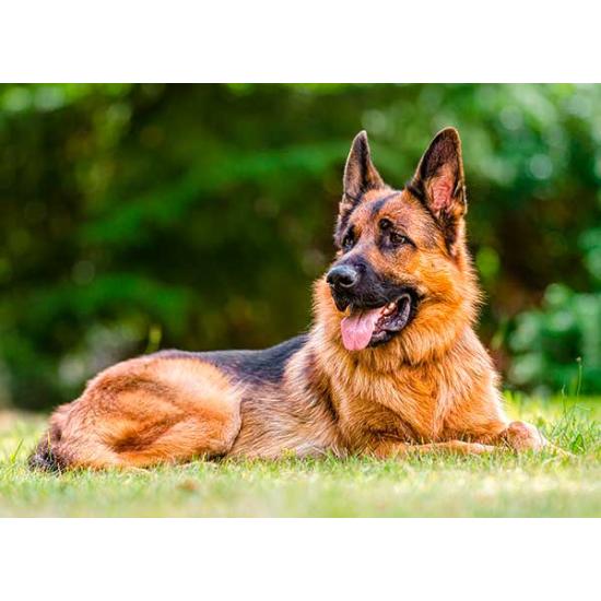 Puzzle Castorland Berger allemand 300 pièces