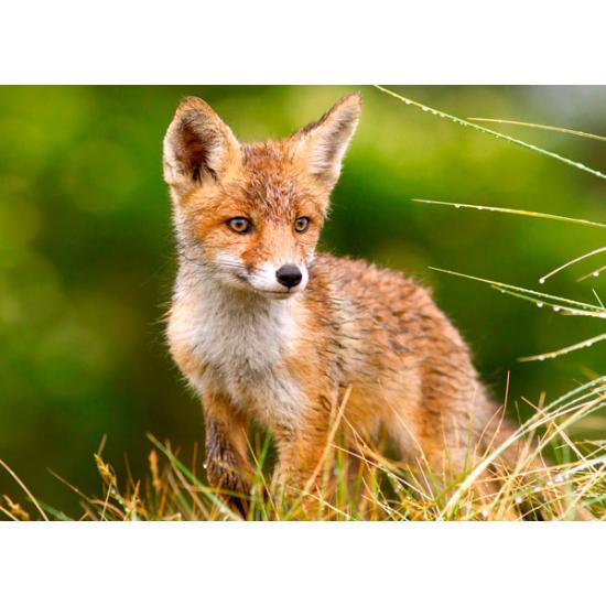 Puzzle Castorland Petit renard dans le pré 260 pièces