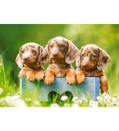 Castorland Puzzle Chiots teckel 500 pièces