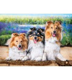 Castorland Puzzle Shelties Dogs in Lavande 200 pièces