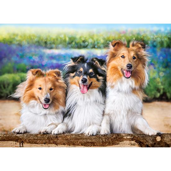 Castorland Puzzle Shelties Dogs in Lavande 200 pièces