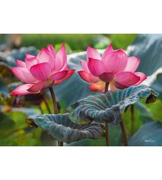 Puzzle Cherry Pazzi Fleurs de Lotus Roses de 500 pièces