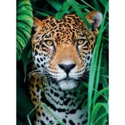 Puzzle Clementoni Jaguar dans la jungle 500 pièces