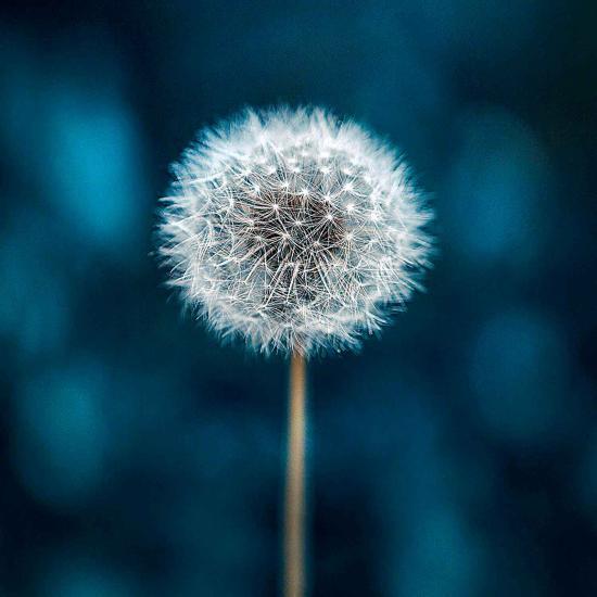 Clementoni Frame Me Up Puzzle Pissenlit 250 pièces