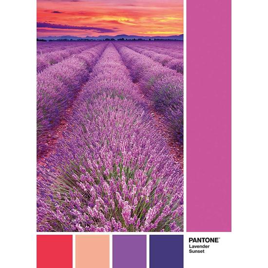 Clementoni PANTONE 674 Puzzle Champ de Lavandes 1000 pièces