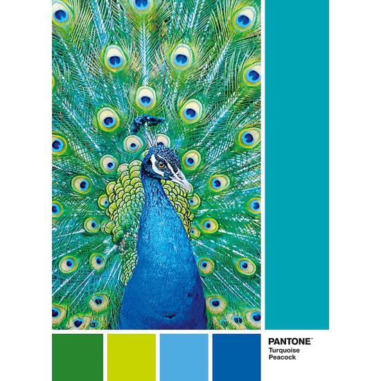 Puzzle Clementoni PANTONE 7466, Paon de 1000
