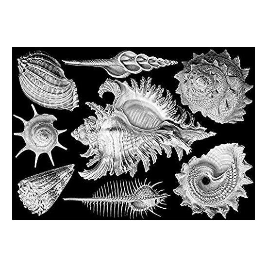 Puzzle de 1000 pièces de coquilles de mûres