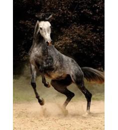 Puzzle 1000 pièces D-Toys Cheval tacheté
