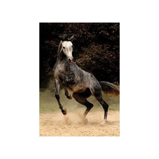Puzzle 1000 pièces D-Toys Cheval tacheté