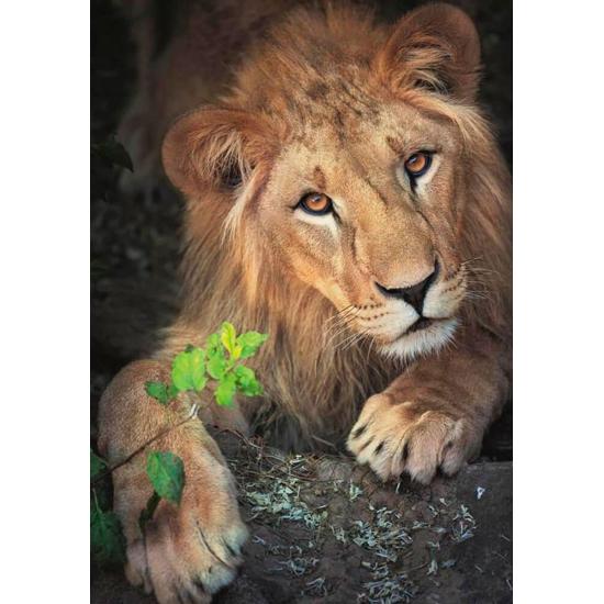 Puzzle Dino Le Roi des Animaux 500 Pièces