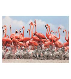 Puzzle Dino Flamant rose 500 pièces