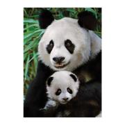 Dino Puzzle Mère et bébé Panda 1000 pièces