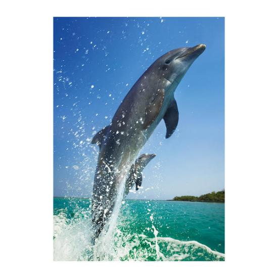 Dino Puzzle Dauphin Couple 500 Pièces