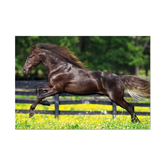 Puzzle Educa Galop 500 pièces