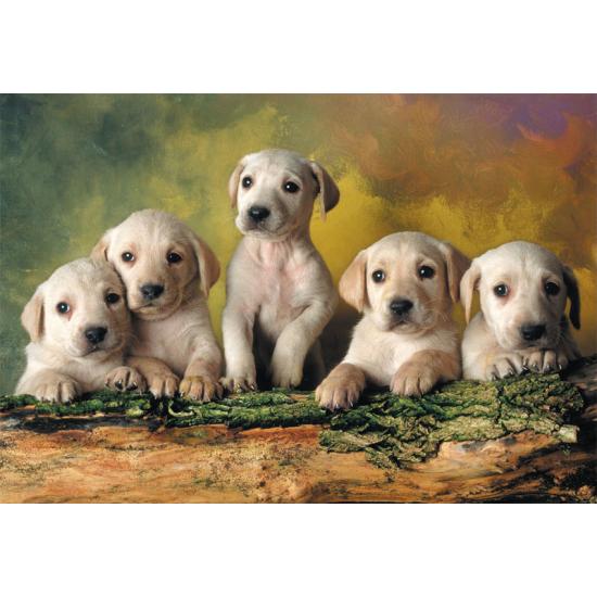 Puzzle Educa Petits Labradors 500 pièces