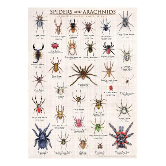 Eurographics Puzzle Araignées et Arachnides 1000 pièces