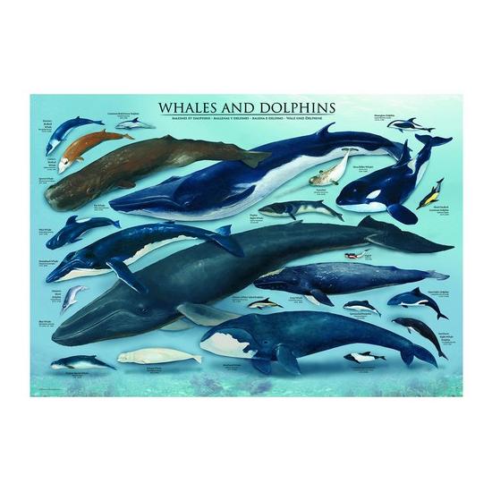 Puzzle Baleines et dauphins Eurographics 1000 pièces