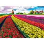 Eurographics Puzzle Champ de tulipes, Hollande 1000 pièces