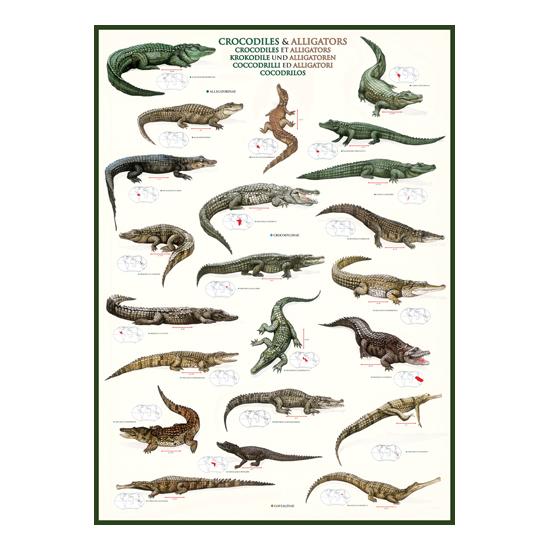 Eurographics Puzzle Crocodiles et Lézards 1000 pièces