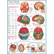 Eurographics Puzzle Le Cerveau 1000 Pièces