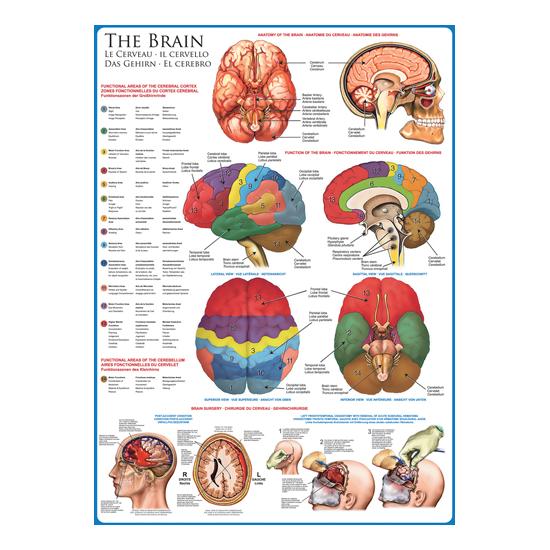 Eurographics Puzzle Le Cerveau 1000 Pièces