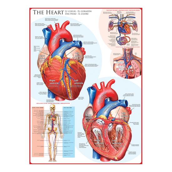 Eurographics Puzzle Le Coeur de 1000 pièces